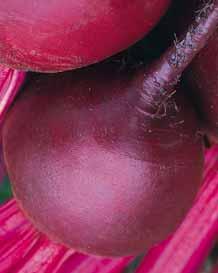 Ceryl Odmiana plenna, tolerancyjna na choroby (chwościk buraka, mączniak prawdziwy) oraz na wybijanie w pędy nasienne. Korzenie kuliste, bardzo wyrównane, o delikatnej skórce.
