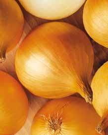 cienkiej szyjce - cebule kulisto-spłaszczone, średnio duże - duże - bardzo dobre wyrównanie cebul - brak tendencji do bączastości - wiernie i