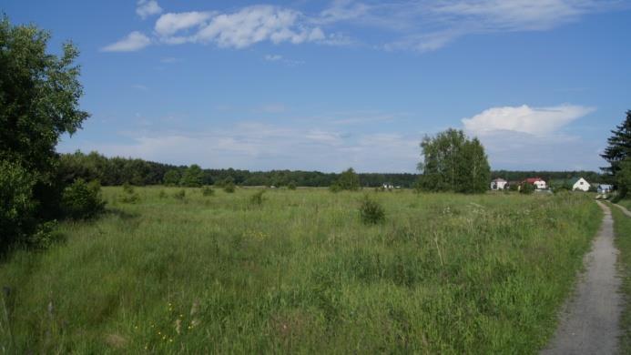 W północnej części działki występuje kępa brzozy brodawkowatej - są to największe drzewa podlegające usunięciu (co wymaga w tym przypadku uzyskania odrębnego