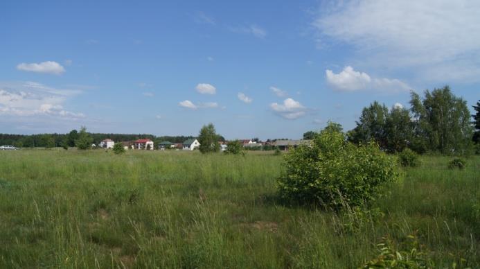 Na pierwszym planie: zbiorowisko nawłoci, widoczne pojedyncze osobniki skrzypu