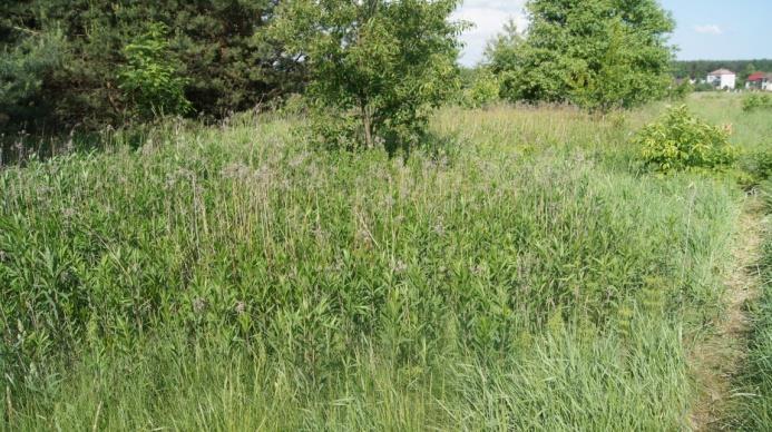 infrastruktura drogowa i kolejowa), teren nie stanowi cennego siedliska dla