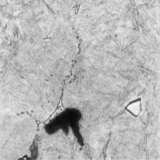 The boundary areas of eutectic grains, mult.