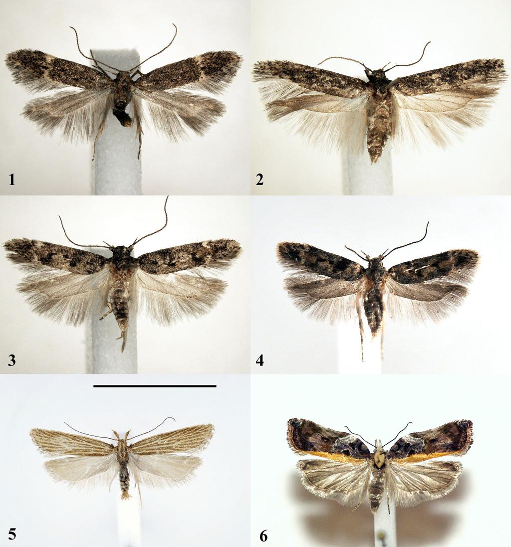 Ryc. 1 6. 1. Monochroa sepicolella (rozp. skrz. 10,4 mm), Mysłowice-Ćmok, 22.05.2018; 2. Carpatolechia decorella (rozp. skrz. 11,3 mm), Mysłowice-Ćmok, 12.02.2018; 3. Caryocolum alsinella (rozp. skrz. 10,3 mm), Mysłowice-Ćmok, 17.