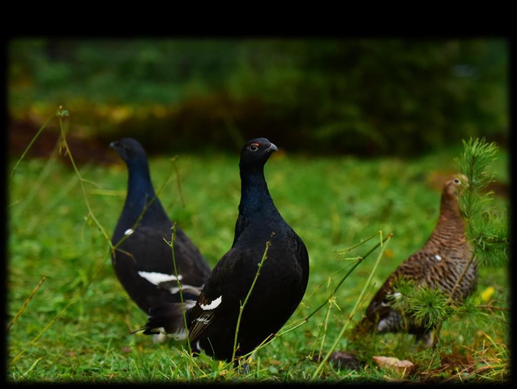 AWIFAUNA W LASACH Spadek wykazują m.