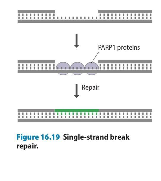 Naprawa pęknięć DNA Pęknięcia w jednej nici są łatwe do naprawienia: polimeraza + ligaza.