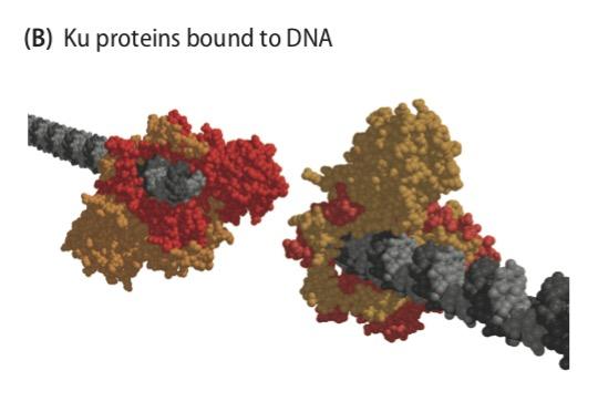 Łączenie końców niehomologicznych Non-homologous end joining