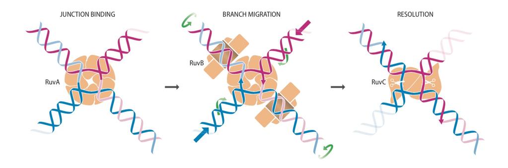 Maszyneria rekombinacyjna Migracja rozgałęzienia i rozcięcie struktury Hollidaya -