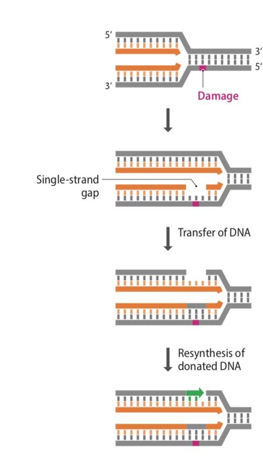 Rekombinacja a uszkodzenia DNA Uszkodzenia powodujące powstanie