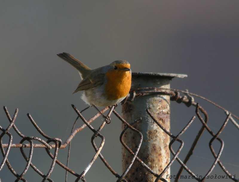 Emberiza calandra