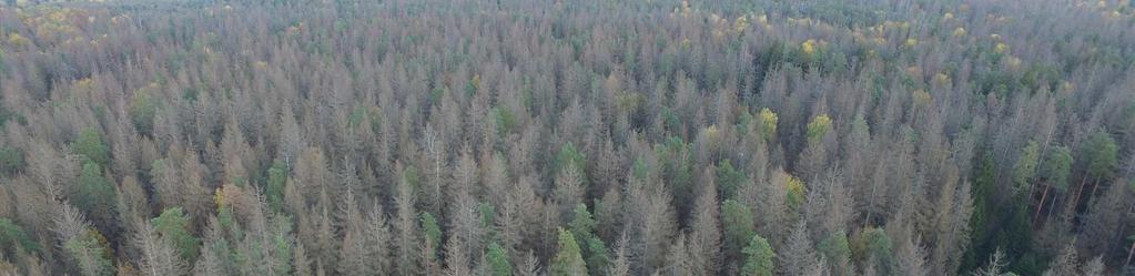 Ocena oddziaływania projektowanych działań Wielkopowierzchniowe zamieranie drzewostanów zmienia istotnie warunki siedliskowe dla wielu gatunków roślin i zwierząt chronionych - zmiany liczebności, w