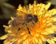 Alergia na jady owadów błonkoskrzydłych częstość 0,3-7,5% największa liczba zgonów w pierwszej godz.