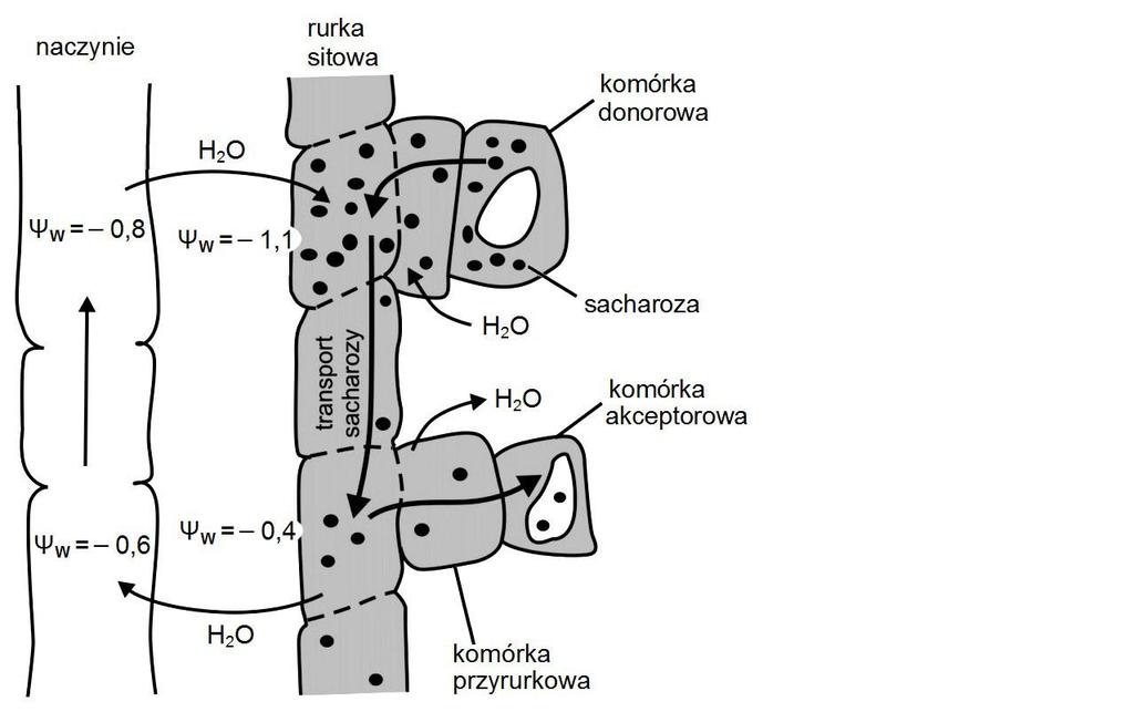 Zadanie 11. (0 4) Na schemacie przedstawiono mechanizm transportu asymilatów w roślinie. Na podstawie: Fizjologia roślin, red. M. Kozłowska, Poznań 2007.