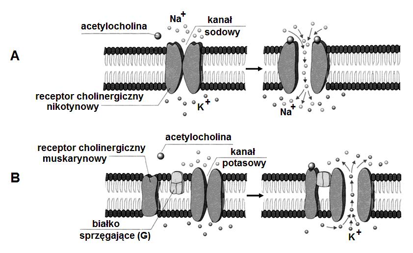 Zadanie 15. (0 3) Przekaźnik nerwowy acetylocholina jest rozpoznawany w błonach postsynaptycznych różnych tkanek przez odmienne receptory: nikotynowy i muskarynowy.
