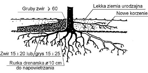 Niecka o łagodnym pochyleniu, dostosowująca drzewo do otaczającego terenu podwyższonego o 0,2 0,4 m (wg [10]) Rys. 4.