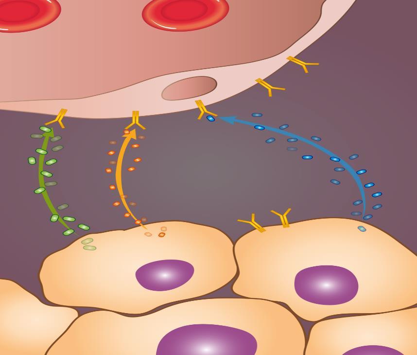 Mechanizmy działania leków w pierwszej i w drugiej linii leczenia mrcc VEGF i inhibitory kinaz tyrozynowych Inhibitory mtor i PD-1 NACZYNIE KRWIONOŚNE Kabozantynib c-met