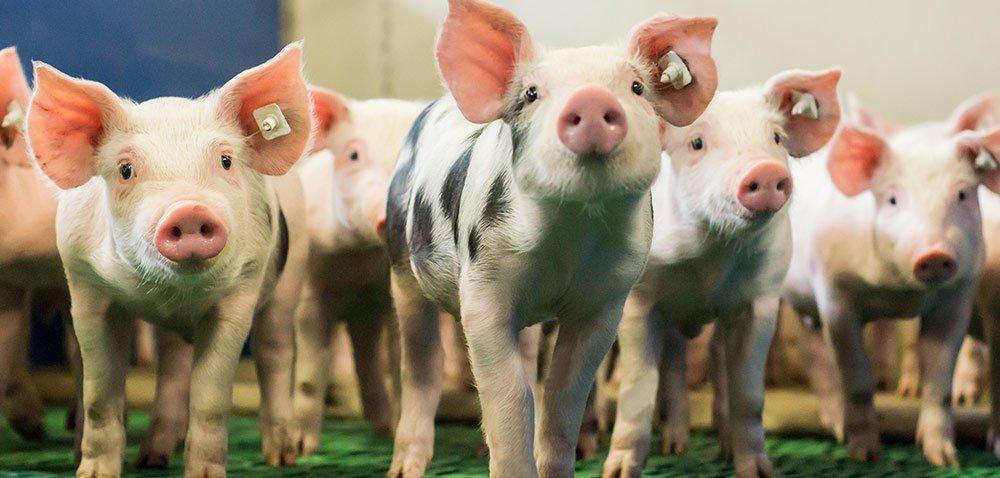 https://www. Choroby wirusowe świń, które wpływają na opłacalność produkcji Autor: prof. dr hab. inż.