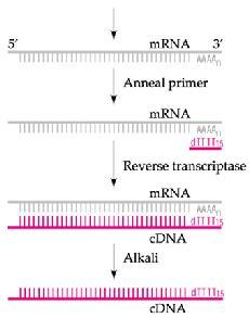 RQ-ANALIZA EKSPRESJI Izolacja RNA Odwrotna transkrypcja Reakcja Real-Time PCR Analiza wyników ODWROTNA TRANSKRYPCJA- RT PCR Reakcja amplifikacji DNA na matrycy RNA- odwrotna transkrypcja (Reverse