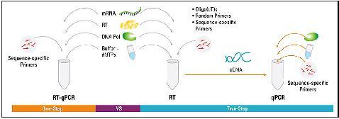 ODWROTNA TRANSKRYPCJA- RT PCR w reakcji RT- PCR na jednej kopii RNA powstaje jedna kopia cdna!