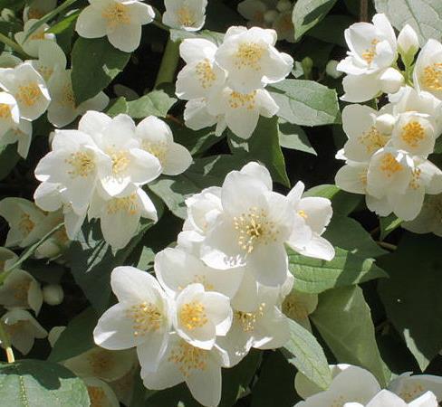 6 Philadelphus coronarius 7 Pinus mugo var.