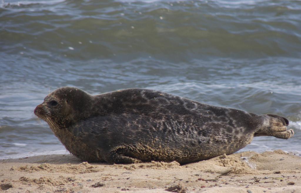 fot.: M. Zybała/WWF Foka obrączkowana Najmniejsza z bałtyckich fok, zwana również nerpą, osiąga rozmiary od 125 do 160 cm długości. Samice są mniejsze od samców (zwykle do 145 cm).