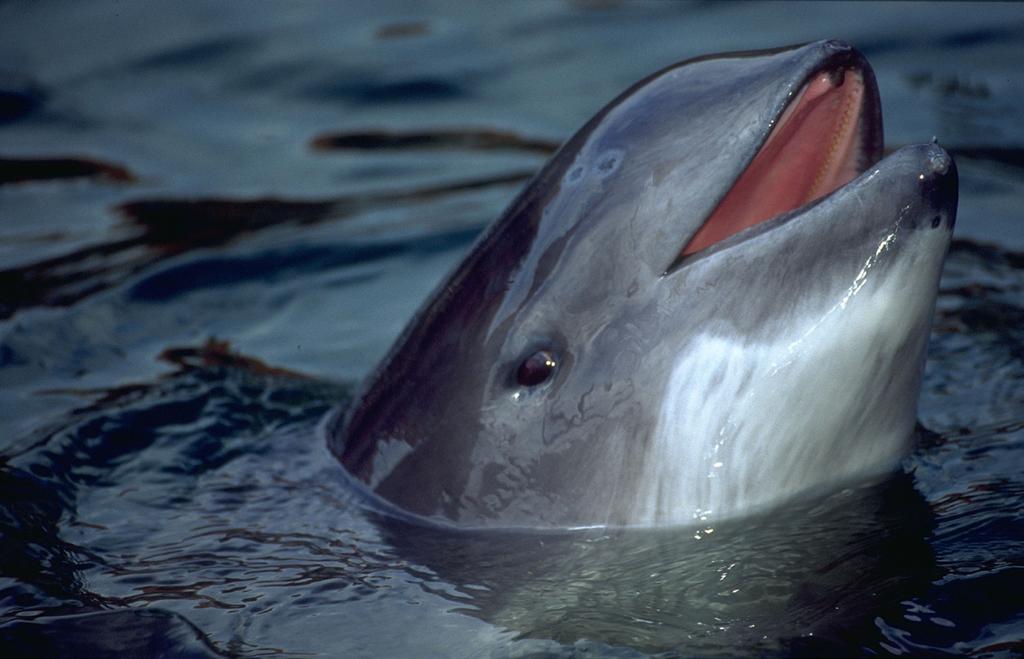 18 fot.: B. Lammel/WWF Morświn bałtycki kuzyn delfina Morświn nie jest tak towarzyskim Mało kto wie jak wygląda morświn, a tym bardziej, że występuje w Bałtyku. Dlaczego?