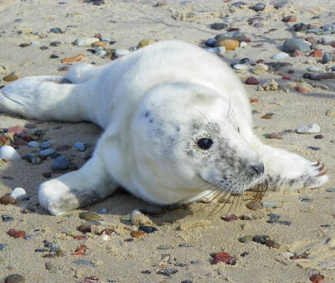4 fot.: Ł. Banaszkiewicz/WWF Uwaga foka! Plaża sprzyja wypoczynkowi. Jednak kiedy jest zatłoczona, trudniej na niej odpocząć. Wyobraźmy sobie teraz, co przeżywają dzikie zwierzęta.