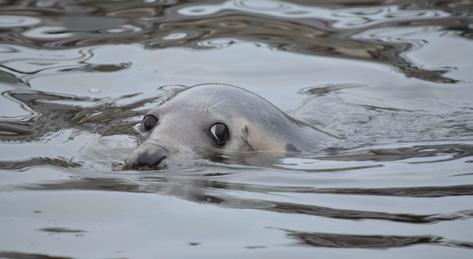 Widziałeś fokę lub morświna? Poinformuj Błękitny Patrol WWF 795 536 009 lub Stację Morską w Helu 601 88 99 40 fot.: K.