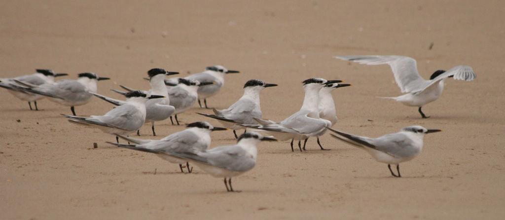 fot.: A. Kassolik/WWF Ptaki na plaży Uważaj na ptaki na plaży! Pamiętaj! Plaża jest nie tylko miejscem wypoczynku ludzi. Jest także miejscem żerowania, odpoczynku i lęgów ptaków.