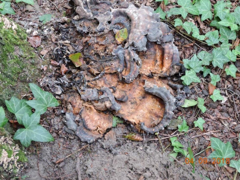 Dziennik Urzędowy Województwa Mazowieckiego 7 Poz. 4542 pielęgnacyjno zabezpieczający. Świadczyły o tym między innymi zachowanie liczne wiązania elastyczne zainstalowane w koronie.