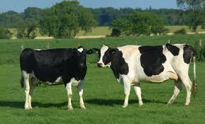 Mleko krowie - wymagania Ogólna liczba bakterii 100 000 jtk.