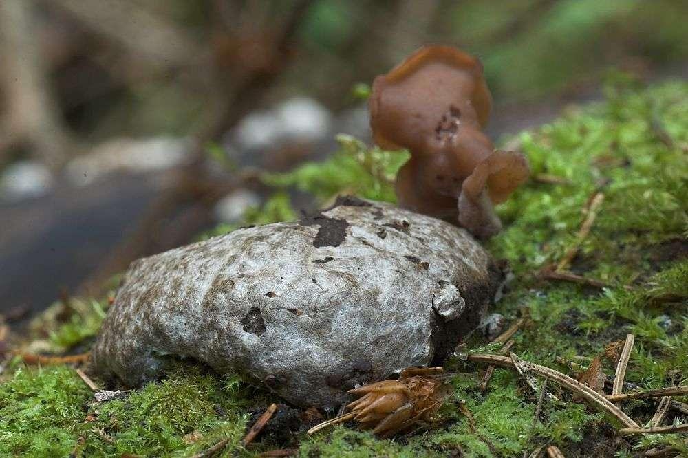 ZROSŁOZARODNIA