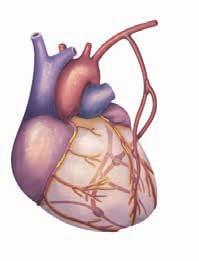 wewnętrzna lub tętnica promieniowa Sekwencyjne zespolenie do gałęzi brzeżnej lewej 1. i 3.