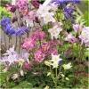 Dane aktualne na dzień: 15-04-2019 11:11 Link do produktu: http://www.goldplants.eu/bylina-orlik-karlowy-biedermeier-aquilegia-cultorum-b186-h-p-2674.