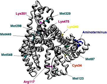 Systemy nieenzymatyczne Białka nieenzymatyczne chroniące przed RFT (m.in.