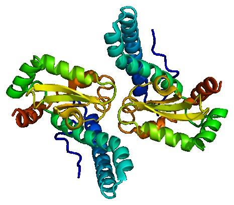 masie cząsteczkowej 32 kda; gen zlokalizowany w chromosomie 21 (21q22.