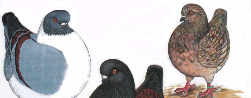 (EE 205) N: Modena, F: Modène Anglais, A: Modena Pochodzenie W XIX wieku, a nawet znacznie wcześniej w Modenie i okolicach (Włochy) hodowano gołębie, zwane triganino, jako gołębie lotne.