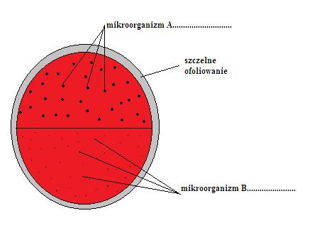 Oglądanie wykonanych preparatów w mikroskopie świetlnym Zanotuj obserwacje.. Jakie prawdopodobne mikroorganizmy są widoczne w w.w... 3. Typy zależności a/ posiew z mamką.