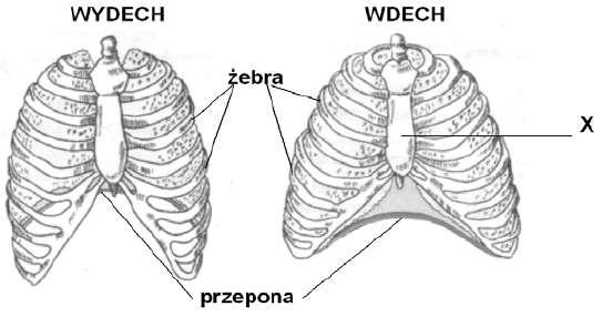 Zadanie 23. (3 p.) Poniższy rysunek prezentuje mechanizm wentylacji płuc (wdech i wydech). I) Wpisz poniższe wyrażenia w odpowiednie miejsca tabeli.