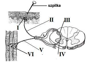 Zadanie 29. (1 p.) Poniższy rysunek przedstawia schemat łuku odruchowego człowieka. Zaznacz wiersz, który poprawnie opisuje budowę i działanie łuku odruchowego.