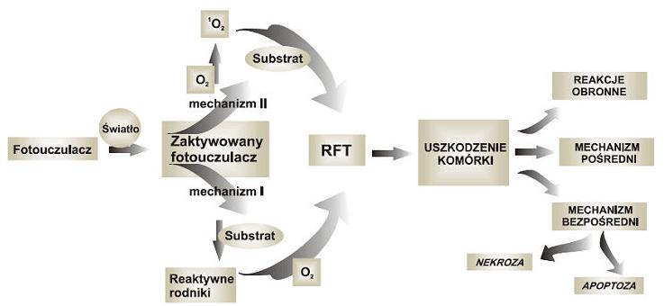 Stres oksydacyjny a terapia przeciwnowotworowa- terapia fotodynamiczna http://image.