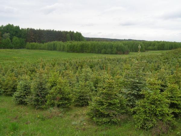 Plantacje drzew: plantacje nasienne, plantacje leśnych gatunków drzew szybko rosnących.