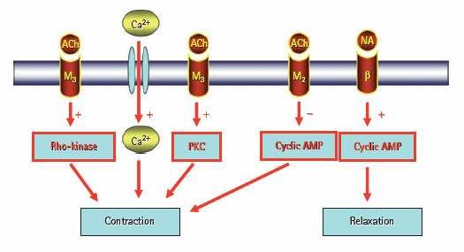 Farmakoterapia Układ przywspółczulny, w którym głównym neurotransmiterem jest acetylocholina odpowiada za skurcz wypieracza. Różna lokalizacja kilka podtypów receptorów muskarynowych.