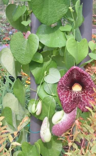 ARISTOLOCHIA