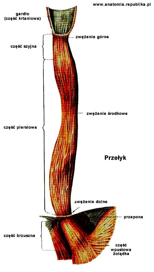 Przełyk: część przewodu