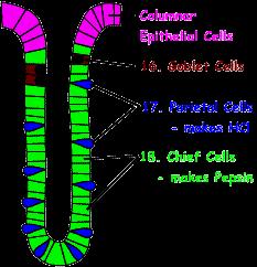 Gruczoł żołądkowy Nabłonek walcowaty Komórki kubkowate Komórki okładzinowe Komórki główne Gastryna wydzielana w śluzówce przez komórki G części