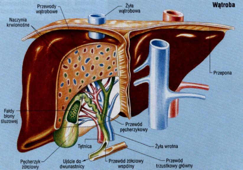 Wątroba