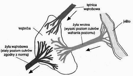 Udział wątroby w