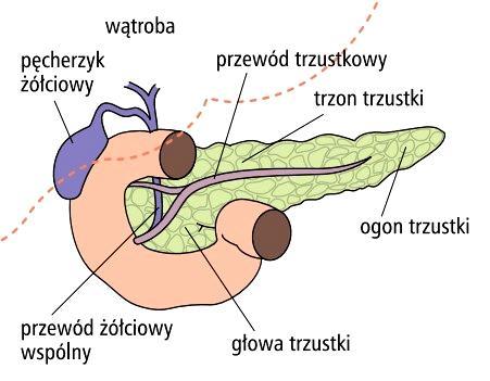 Trzustka