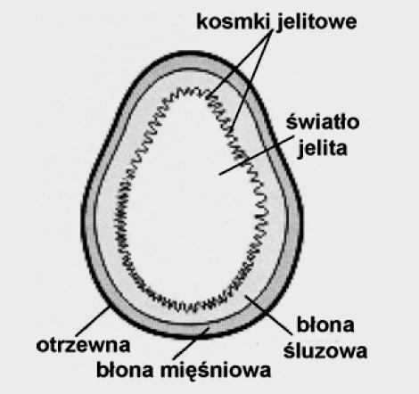 Ogólna budowa ściany jelita Splot nerwowy podśluzówkowy