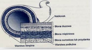 gruczołów warstwy podśluzówkowej) Splot warstwy mięśniowej